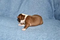 Snoopy, a male Boston Terrier for sale in Hominy, OK – 8 of 10