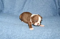 Snoopy, a male Boston Terrier for sale in Hominy, OK – 2 of 10