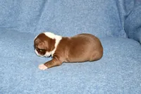 Snoopy, a male Boston Terrier for sale in Hominy, OK – 3 of 10