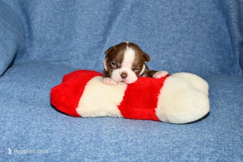 Snoopy – Boston Terrier puppy for sale in Hominy, OK