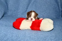 Snoopy, a male Boston Terrier for sale in Hominy, OK – 1 of 10