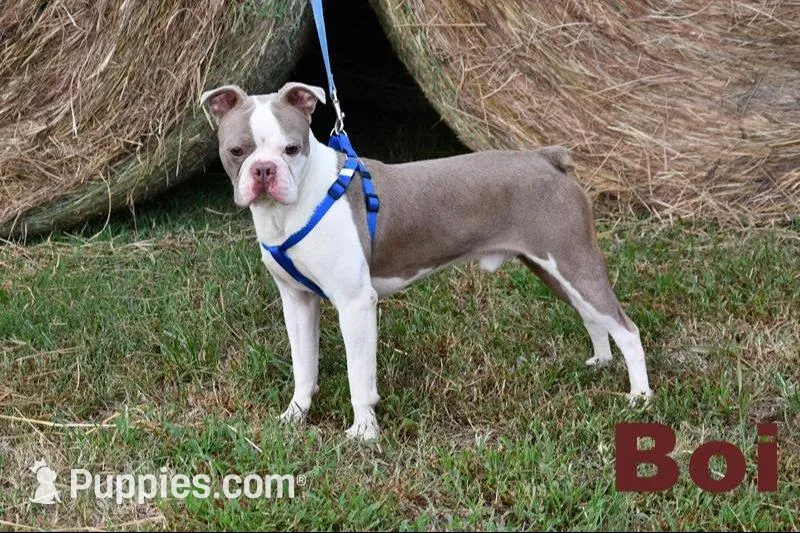 Snoopy, a male Boston Terrier for sale in Hominy, OK – 9 of 10