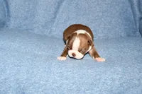 Snoopy, a male Boston Terrier for sale in Hominy, OK – 7 of 10