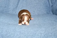 Snoopy, a male Boston Terrier for sale in Hominy, OK – 4 of 10