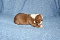 Snoopy, a male Boston Terrier for sale in Hominy, OK – 6 of 10