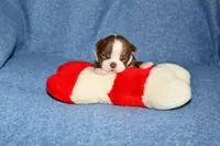 Snoopy, a male Boston Terrier for sale in Hominy, OK – 5 of 10