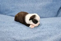 Charle, a male Boston Terrier for sale in Hominy, OK – 2 of 10