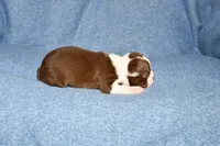 Charlie, a male Boston Terrier for sale in Hominy, OK – 5 of 10