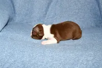 Charlie, a male Boston Terrier for sale in Hominy, OK – 8 of 10