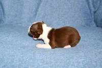 Charlie, a male Boston Terrier for sale in Hominy, OK – 6 of 10