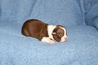 Charlie, a male Boston Terrier for sale in Hominy, OK – 7 of 10