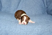 Charlie, a male Boston Terrier for sale in Hominy, OK – 3 of 10