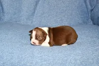 Charlie, a male Boston Terrier for sale in Hominy, OK – 4 of 10