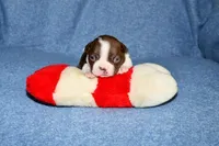 Charlie, a male Boston Terrier for sale in Hominy, OK – 1 of 10