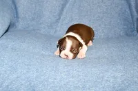Charlie, a male Boston Terrier for sale in Hominy, OK – 2 of 10
