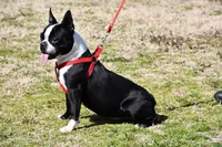 Charlie, a male Boston Terrier for sale in Hominy, OK – 10 of 10