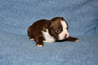 Sally, a female Boston Terrier for sale in Hominy, OK – 4 of 10