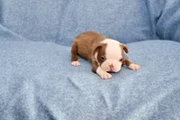Jake, a male Boston Terrier for sale in Hominy, OK – 2 of 10