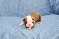 Jake, a male Boston Terrier for sale in Hominy, OK – 5 of 10