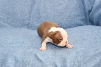 Jake, a male Boston Terrier for sale in Hominy, OK – 6 of 10
