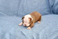 Jake, a male Boston Terrier for sale in Hominy, OK – 3 of 10