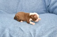 Jake, a male Boston Terrier for sale in Hominy, OK – 7 of 10