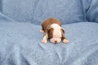Jake, a male Boston Terrier for sale in Hominy, OK – 4 of 10