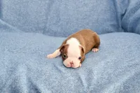 Jake, a male Boston Terrier for sale in Hominy, OK – 1 of 10