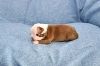 Jake, a male Boston Terrier for sale in Hominy, OK – 8 of 10