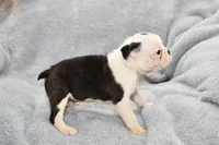 Walt, a male Boston Terrier for sale in Hominy, OK – 5 of 10