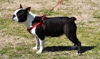 Haley, a female Boston Terrier for sale in Hominy, OK – 10 of 10