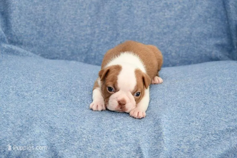 Haley – Boston Terrier puppy for sale in Hominy, OK
