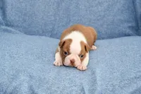 Haley, a female Boston Terrier for sale in Hominy, OK – 1 of 10