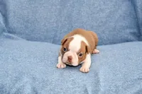 Haley, a female Boston Terrier for sale in Hominy, OK – 4 of 10
