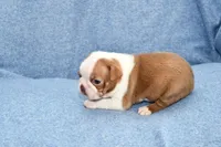 Haley, a female Boston Terrier for sale in Hominy, OK – 3 of 10