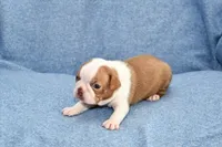 Haley, a female Boston Terrier for sale in Hominy, OK – 6 of 10