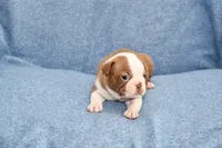 Haley, a female Boston Terrier for sale in Hominy, OK – 2 of 10
