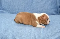 Haley, a female Boston Terrier for sale in Hominy, OK – 8 of 10
