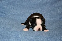 Molly, a female Boston Terrier for sale in Hominy, OK – 6 of 10