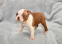 Haley, a female Boston Terrier for sale in Hominy, OK – 2 of 10