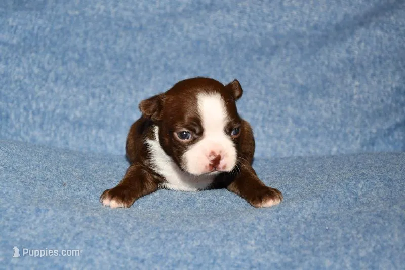 Sally – Boston Terrier puppy for sale in Hominy, OK