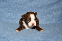 Sally, a female Boston Terrier for sale in Hominy, OK – 1 of 10