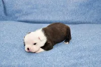 Charle, a male Boston Terrier for sale in Hominy, OK – 3 of 10