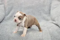 Ryan, a male Boston Terrier for sale in Hominy, OK – 6 of 10