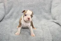 Ryan, a male Boston Terrier for sale in Hominy, OK – 7 of 10