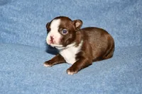 Sally, a female Boston Terrier for sale in Hominy, OK – 2 of 10