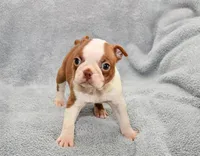 Haley, a female Boston Terrier for sale in Hominy, OK – 7 of 10