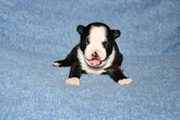 Molly, a female Boston Terrier for sale in Hominy, OK – 8 of 10