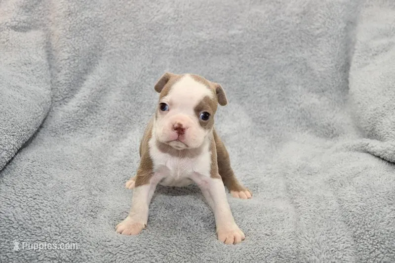 Ryan – Boston Terrier puppy for sale in Hominy, OK