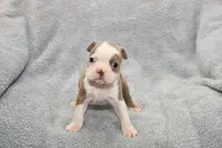 Ryan, a male Boston Terrier for sale in Hominy, OK – 1 of 10